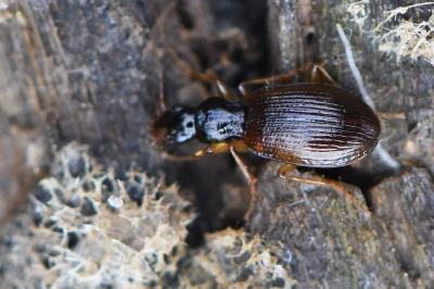 <i>Oxypselaphus obscurus</i>