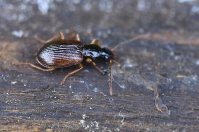 <i>Oxypselaphus obscurus</i>