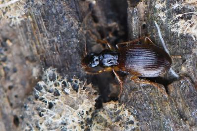 <i>Oxypselaphus obscurus</i>