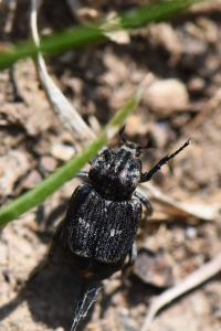 <i>Valgus hemipterus</i>