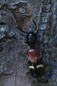 <i>Tilloidea unifasciata</i>