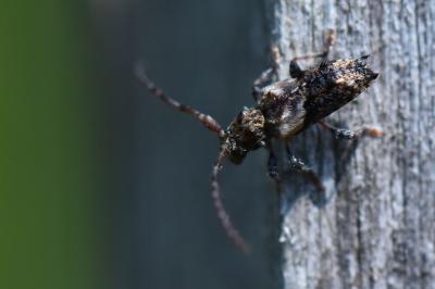<i>Pogonocherus hispidus</i>
