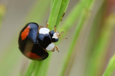 <i>Harmonia axyridis</i>