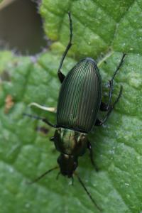 <i>Poecilus cupreus</i>