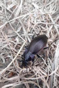 <i>Carabus nemoralis</i>