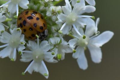 <i>Harmonia axyridis</i>