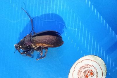 <i>Carabus nemoralis</i>