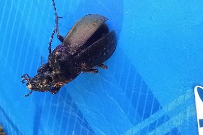 <i>Carabus nemoralis</i>