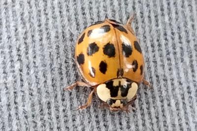<i>Harmonia quadripunctata</i>