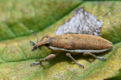 Lixus ochraceus