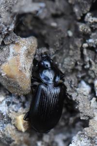 <i>Agonum</i>