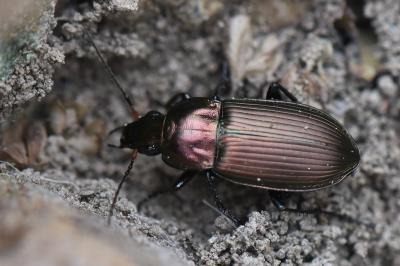 <i>Poecilus cupreus</i>
