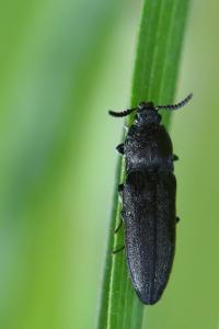 <i>Cidnopus pilosus</i>