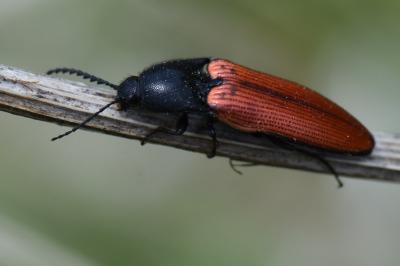 <i>Ampedus</i>