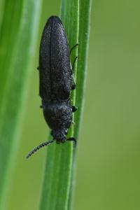 <i>Cidnopus pilosus</i>