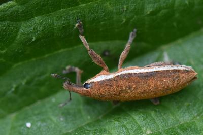 <i>Lixus ochraceus</i>