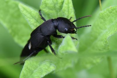 <i>Ocypus</i>