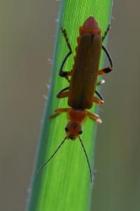 <i>Cantharis livida</i>