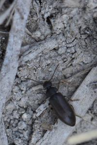 <i>Scraptia dubia</i>