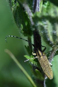 <i>Agapanthia villosoviridescens</i>