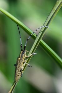 <i>Agapanthia villosoviridescens</i>