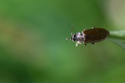 <i>Scraptia dubia</i>