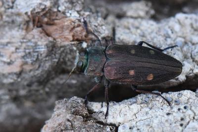<i>Chrysobothris affinis</i>