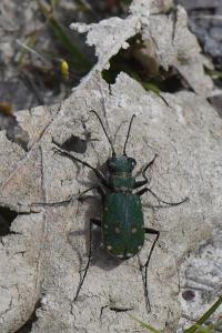 <i>Cicindela campestris</i>