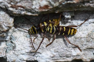 <i>Plagionotus detritus</i>