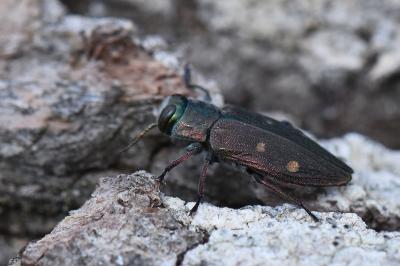 <i>Chrysobothris affinis</i>