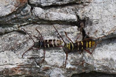 <i>Plagionotus detritus</i>