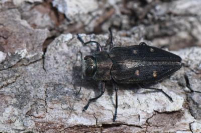 <i>Chrysobothris affinis</i>