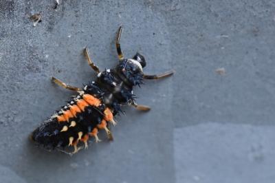 <i>Harmonia axyridis</i>