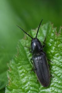 <i>Hemicrepidius</i>