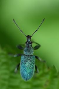 <i>Phyllobius pomaceus</i>