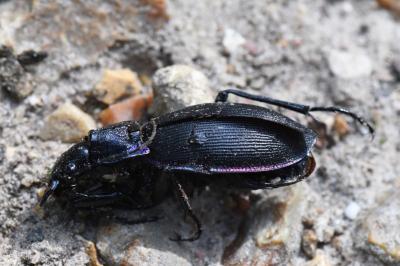 <i>Carabus violaceus</i>