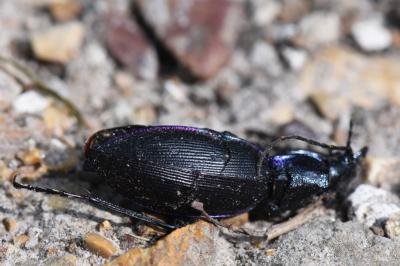<i>Carabus violaceus</i>