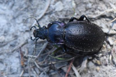 <i>Carabus nemoralis</i>