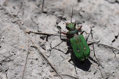 <i>Cicindela campestris</i>