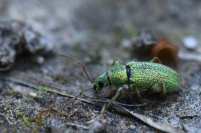 <i>Phyllobius betulinus</i>