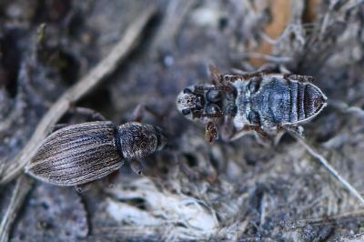 Polydrusus marginatus