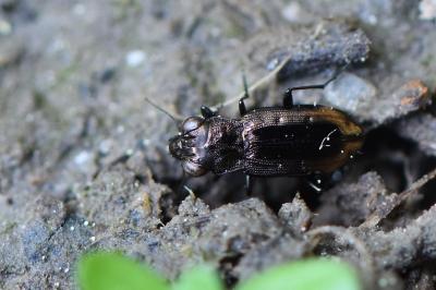 <i>Notiophilus quadripunctatus</i>