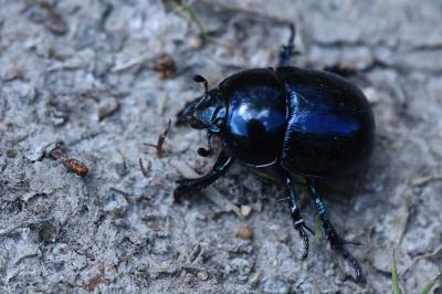 <i>Trypocopris pyrenaeus</i>
