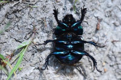 <i>Trypocopris pyrenaeus</i>