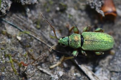 <i>Phyllobius betulinus</i>