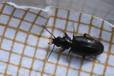 <i>Bembidion lunulatum</i>