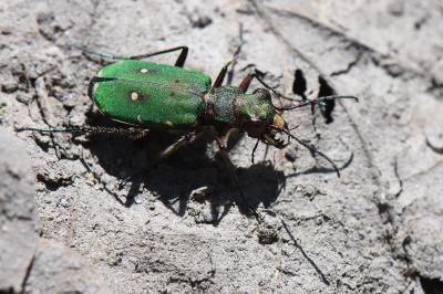 <i>Cicindela campestris</i>