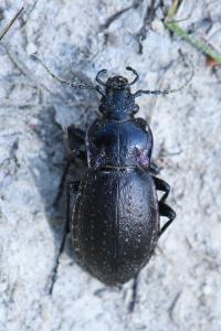 <i>Carabus nemoralis</i>