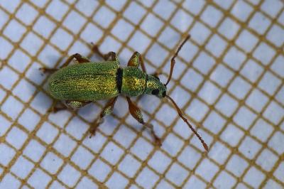 <i>Phyllobius betulinus</i>