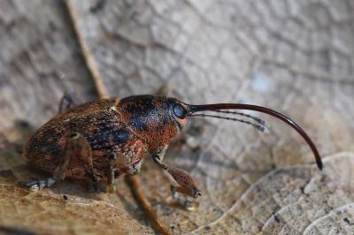 <i>Curculio glandium</i>